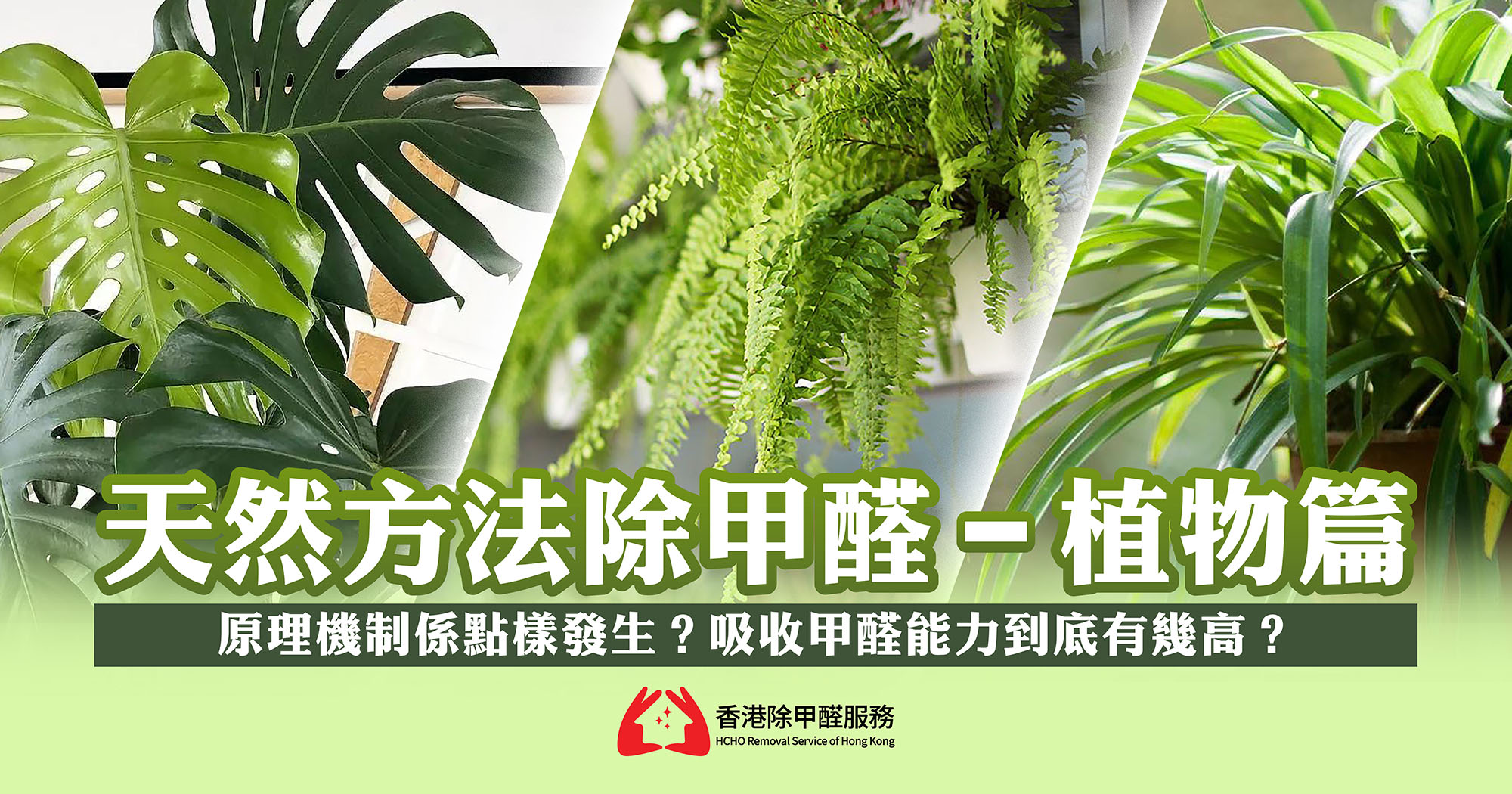 天然方法除甲醛-植物篇 - 香港除甲醛服務